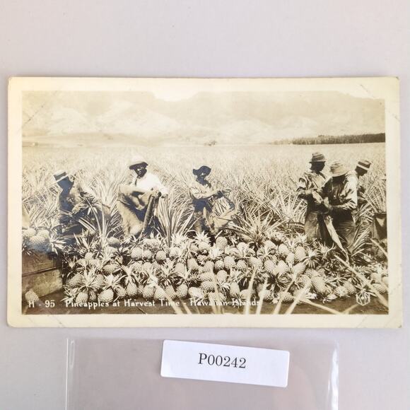 Vintage 1930s Pineapples At Harvest Time Hawaii Postcard Real Photo RPPC Kodak - Picture 1 of 2